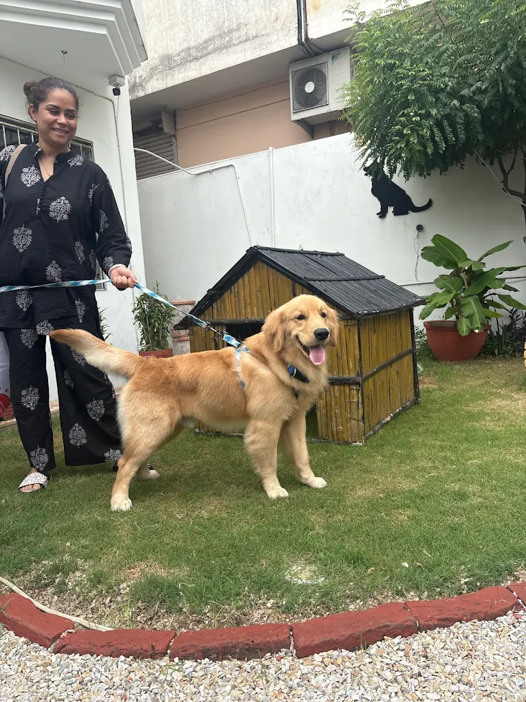 Pet grooming client transformation